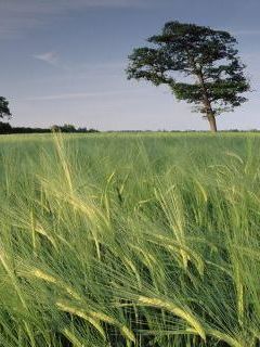 Barley Field, North Somerset, United Kingdom.jpg